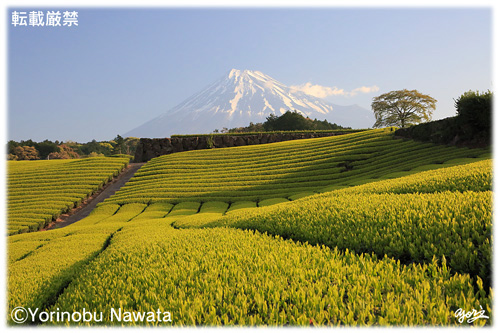 お茶畑と富士山／写真転載厳禁・プロ写真家なわたよりのぶ