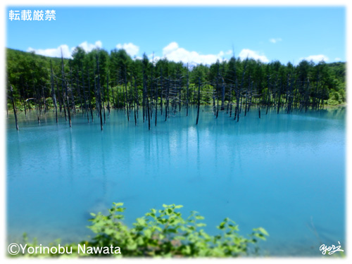 白金の青い池・ジオラマ／写真転載厳禁・プロ写真家なわたよりのぶ