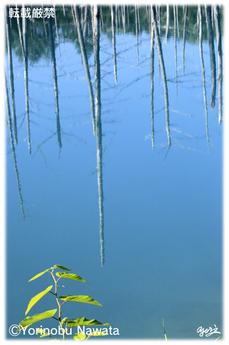 白金の青い池・2014／写真転載厳禁・プロ写真家なわたよりのぶ