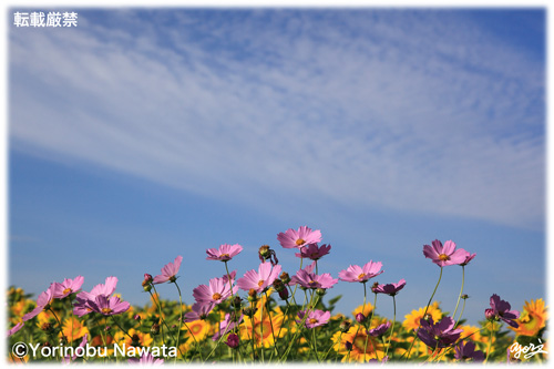 「コスモスと向日葵」写真・転載厳禁・プロ写真家なわたよりのぶ