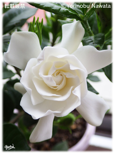 クチナシの花／写真転載厳禁・プロ写真家なわたよりのぶ
