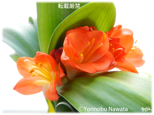 クンシランの花／写真転載厳禁・プロ写真家なわたよりのぶ