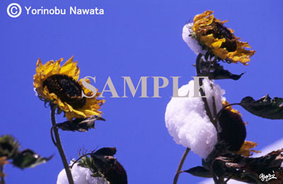 『雪ひまわり』転載厳禁・プロ写真家縄田頼信 「雪ひまわり」写真/転載厳禁・プロ写真家なわたよりのぶ