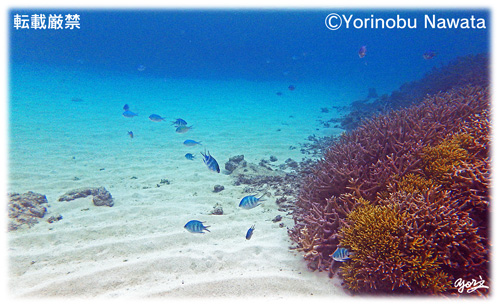 池間ブロックの海底珊瑚」水中写真: プロ写真家・縄田賴信公式ブログ
