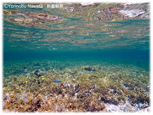 「久高島・海藻の森」見本写真・転載厳禁・プロ写真家なわたよりのぶ