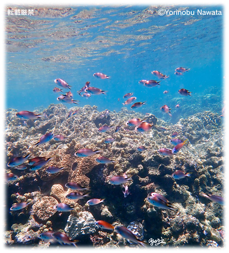 「久高島・スズメダイの群」見本写真・転載厳禁・プロ写真家なわたよりのぶ