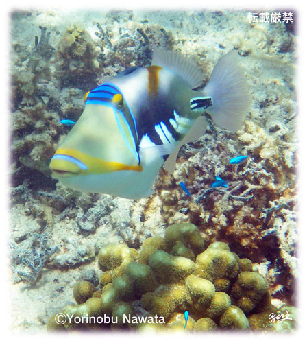 「ムラサメモンガラに睨まれて」写真・転載厳禁・プロ写真家なわたよりのぶ