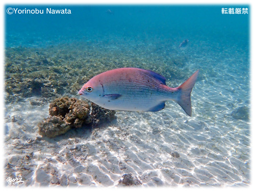 遊泳制限区域内のスズメダイ／写真転載厳禁・プロ写真家なわたよりのぶ