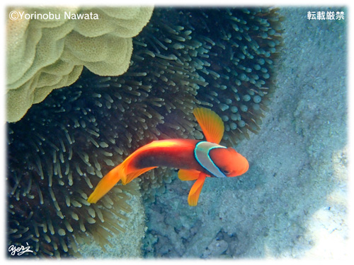 ハマクマノミ／写真転載厳禁・プロ写真家なわたよりのぶ