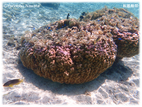 ナガンヌ島遊泳制限区域内のサンゴ／写真転載厳禁・プロ写真家なわたよりのぶ