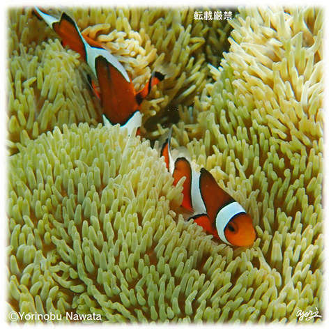 カクレクマノミ／写真転載厳禁・プロ写真家なわたよりのぶ