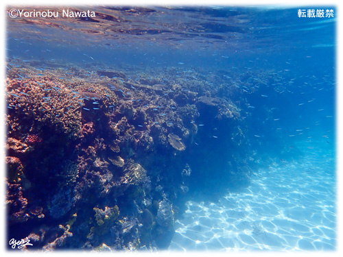 ナガンヌ島海の中／写真転載厳禁・プロ写真家なわたよりのぶ