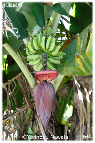 「バナナの花と果実」見本写真・転載厳禁・プロ写真家なわたよりのぶ