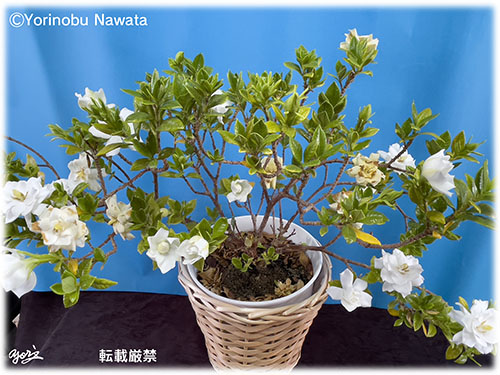 梔子の花2023咲きこぼれ／写真転載厳禁・プロ写真家なわたよりのぶ