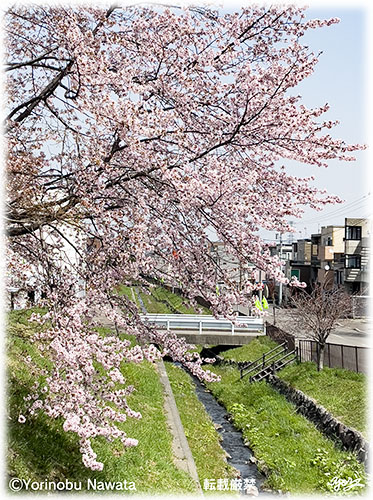 春が来ました（桜八分咲き）／写真転載厳禁・プロ写真家なわたよりのぶ