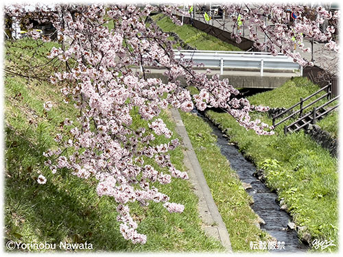 発寒・中の川の桜／写真転載厳禁・プロ写真家なわたよりのぶ