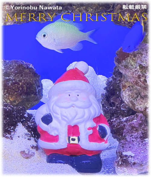 Merry Christmas・サンタとデバスズメダイ／見本写真・転載厳禁・プロ写真家なわたよりのぶ