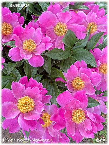 シャクヤクの花束2025-6／写真転載厳禁・プロ写真家なわたよりのぶ転