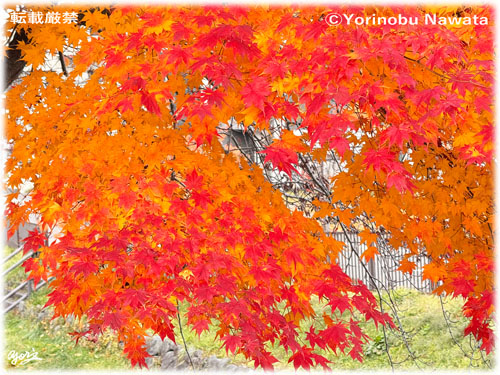 2025札幌の紅葉／写真転載厳禁・プロ写真家なわたよりのぶ