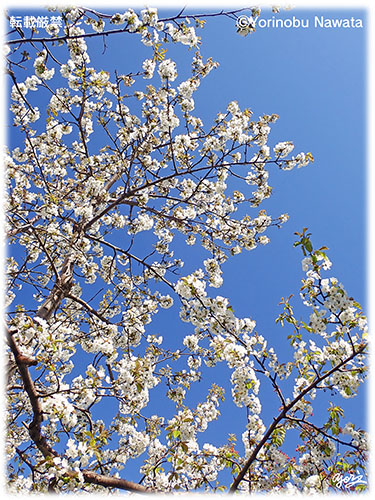 さくらんぼ（佐藤錦）の花／写真転載厳禁・プロ写真家なわたよりのぶ