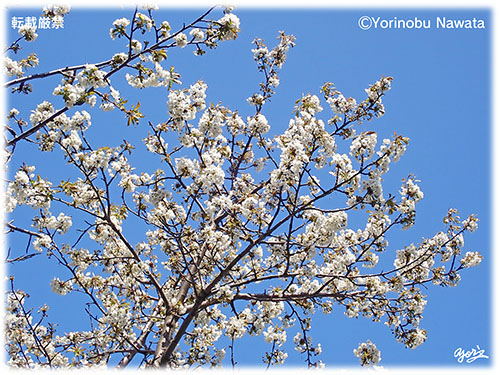 春が来ました（サクランボの花満開／写真転載厳禁・プロ写真家なわたよりのぶ