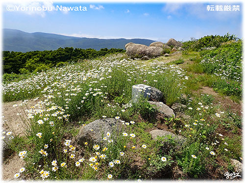 「珠島山お花畑」見本写真・転載厳禁・プロ写真家なわたよりのぶ