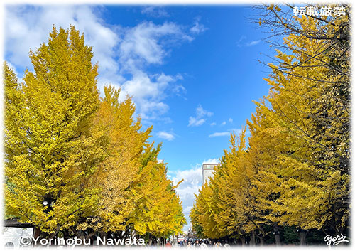 『中島公園の銀杏並木』写真転載厳禁・プロ写真家縄田頼信 写真『中島公園の銀杏並木』転載厳禁・プロ写真家なわたよりのぶ