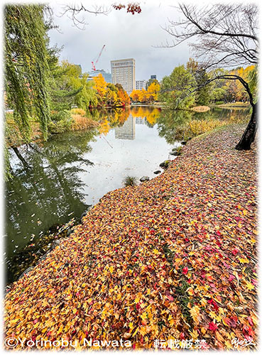 『中島公園・落紅葉』写真転載厳禁・プロ写真家縄田頼信 写真『中島公園・落紅葉』転載厳禁・プロ写真家なわたよりのぶ