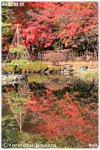 『中島公園・紅葉の日本庭園』写真転載厳禁・プロ写真家縄田頼信 写真『中島公園・紅葉の日本庭園』転載厳禁・プロ写真家なわたよりのぶ