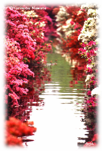 Keukenhof・アザレア／写真転載厳禁・プロ写真家なわたよりのぶ