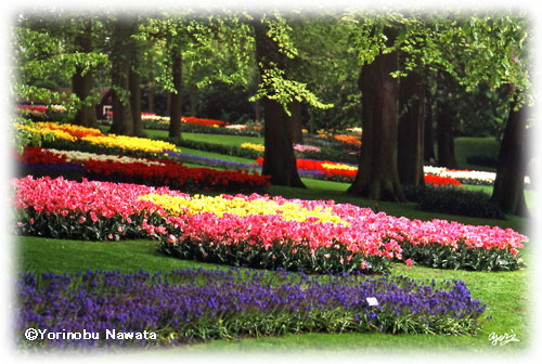 オランダ・Keukenhof・チューリップ公園／写真転載厳禁・プロ写真家なわたよりのぶ