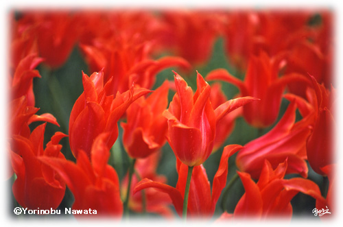 オランダKeukenhof Red Tulip／写真転載厳禁・プロ写真家なわたよりのぶ