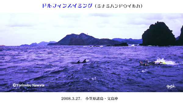 イルカと一緒に泳ぐ写真
