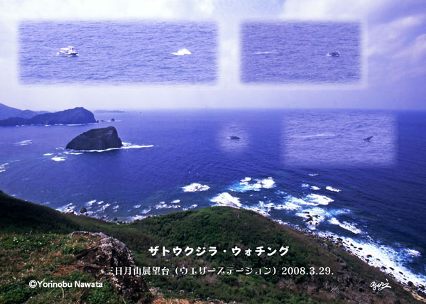 ザトウ鯨・ウォッチング写真