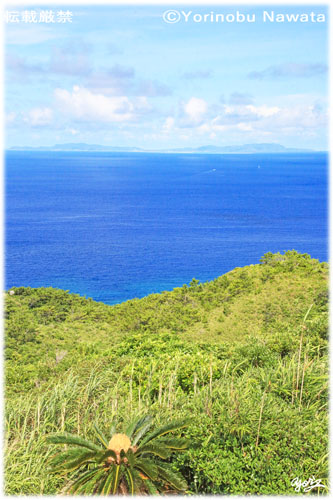 「ソテツと慶良間諸島」写真転載厳禁・プロ写真家なわたよりのぶ