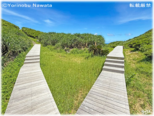 「島尻毛散策道の分岐路」写真転載厳禁・プロ写真家なわたよりのぶ