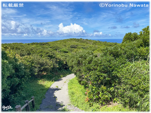 「大本田展望台への路」写真転載厳禁・プロ写真家なわたよりのぶ