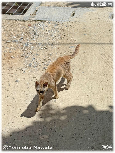 「夏毛の猫」写真転載厳禁・プロ写真家なわたよりのぶ