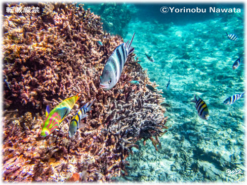 「赤崎珊瑚の森・魚達」写真転載厳禁・プロ写真家なわたよりのぶ