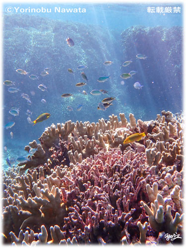 「赤崎珊瑚の森イメージ」写真転載厳禁・プロ写真家なわたよりのぶ