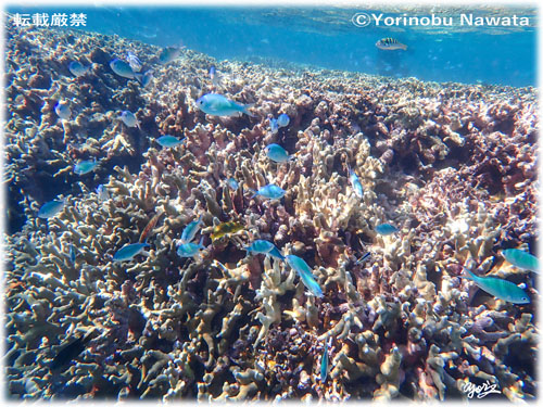 「赤崎珊瑚の森・オキナワスズメダイ」写真転載厳禁・プロ写真家なわたよりのぶ