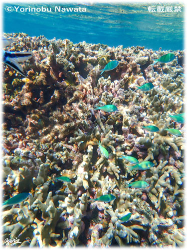 「オキナワスズメダイの群れ」写真転載厳禁・プロ写真家なわたよりのぶ