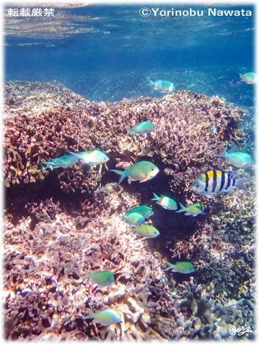「赤崎珊瑚の森の魚達」写真転載厳禁・プロ写真家なわたよりのぶ