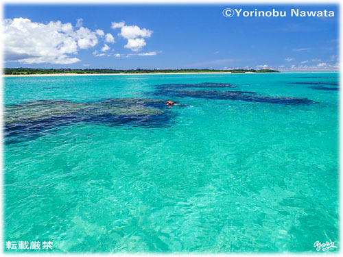 「>百合ヶ浜周辺でシュノーケル」写真転載厳禁・プロ写真家なわたよりのぶ
